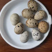تخم بلدرچین نطفه دار + گوشت بلدرچین+دان مخصوص