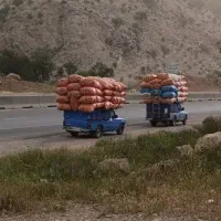 کاه گندم