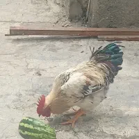فروش خروس سرحال