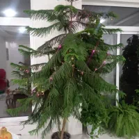 کاج مطبق درحال رشد۳شاخه