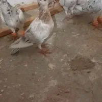 کفتر