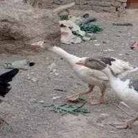غاز