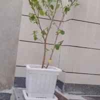 انواع گل زیبا با قیمت مناسب