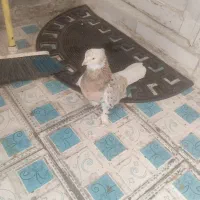 کبوتر سرور کاکلی پاپر