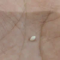 یک دانه مروارید اصل از دل ماهی