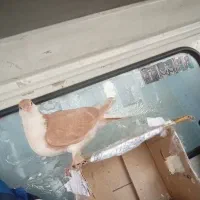 کبوتر گم شده