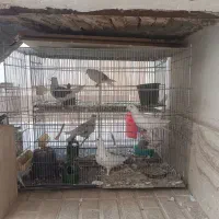 قفس پرنده اروپایی