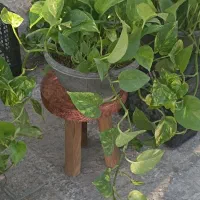 حراج گل های اپارتمانی