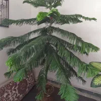 کاج مطبق