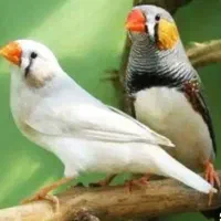 فنچ