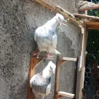 کفتر|پرنده|بجنورد, |دیوار