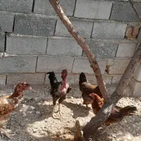 مرغ وخروس