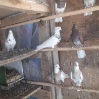 حراج کفتر