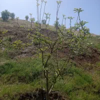 باغ-آفریان-پایین