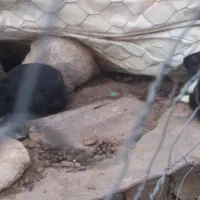 خرگوش