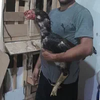 خروس لاری لات