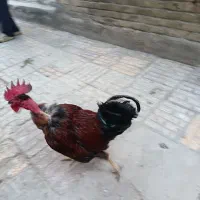 بزرگترین وسنگینترین خروس فقط ۱۸۰۰