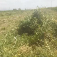 یونجه خشک
