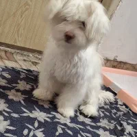 سگ خونگی