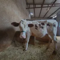 فروش گوساله سمینتال درجه یک باب داشت روانسر