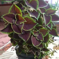 گل طبیعی|گل و گیاه طبیعی|صحنه, |دیوار