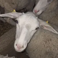 شیشک رومن آماده پای قوچ