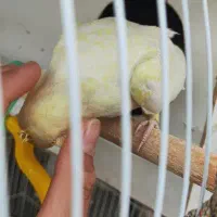 تعدادی عروس هلندی جفت