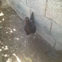 دوتا مرغ سرحال تخم گذار