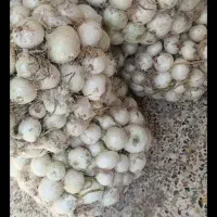 مقدار حدودا ۲۰ کیلو پیاز سفید درجه یک