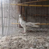 یک جفت کبوتر دهنجور