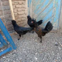 سه عدد خروس زینتی