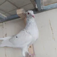 ماده بدرنگ پلاکی و ماده سار هفت رنگ کلاهی