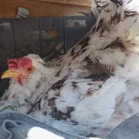 مرغ گلین لری کرچ