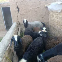قوچ شالی