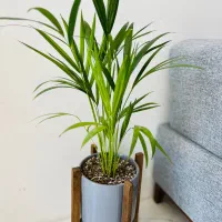 گیاه گل اریکا با گلدان سرامیکی و پایه چوبی