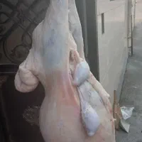 گوشت گوسفندی فقط وفقط بره نر
