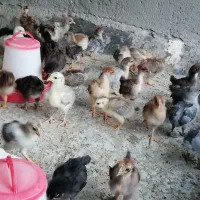 جوجه مرغ گردن لخت. گلین. گلین گردن لخت