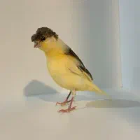 معاوضه جهت تنوع