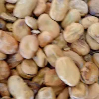 باقلا اسپانیایی