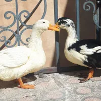اردک فروش