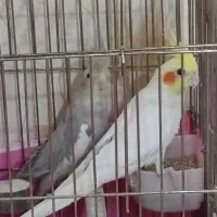 عروس هلندی نر و ماده