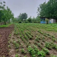 فروش-زمین-باغی