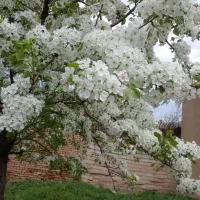 زمین کشاورزی دیم