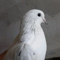 کبوتر دوچکه دار