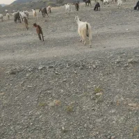 بز فروشی