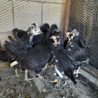 فروش نیمچه مرغ و خروس گلین