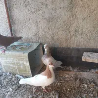 کبوتر