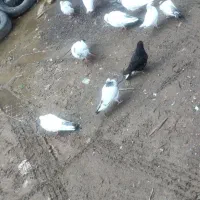 ۱۰جفت کبوتر نر وماده