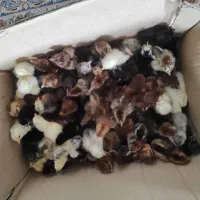 جوجه اردک وجوجه امپراطور دورگه