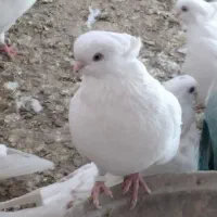 فروش و خرید انواع کبوتر